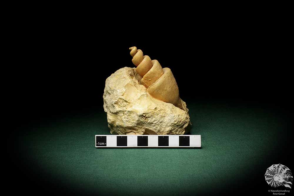 Turritella spec. (9611) eine Schnecke aus Italien | Fossilien | Schnecken