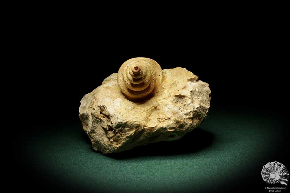 Turritella spec. (9612) eine Schnecke aus Italien | Fossilien | Schnecken