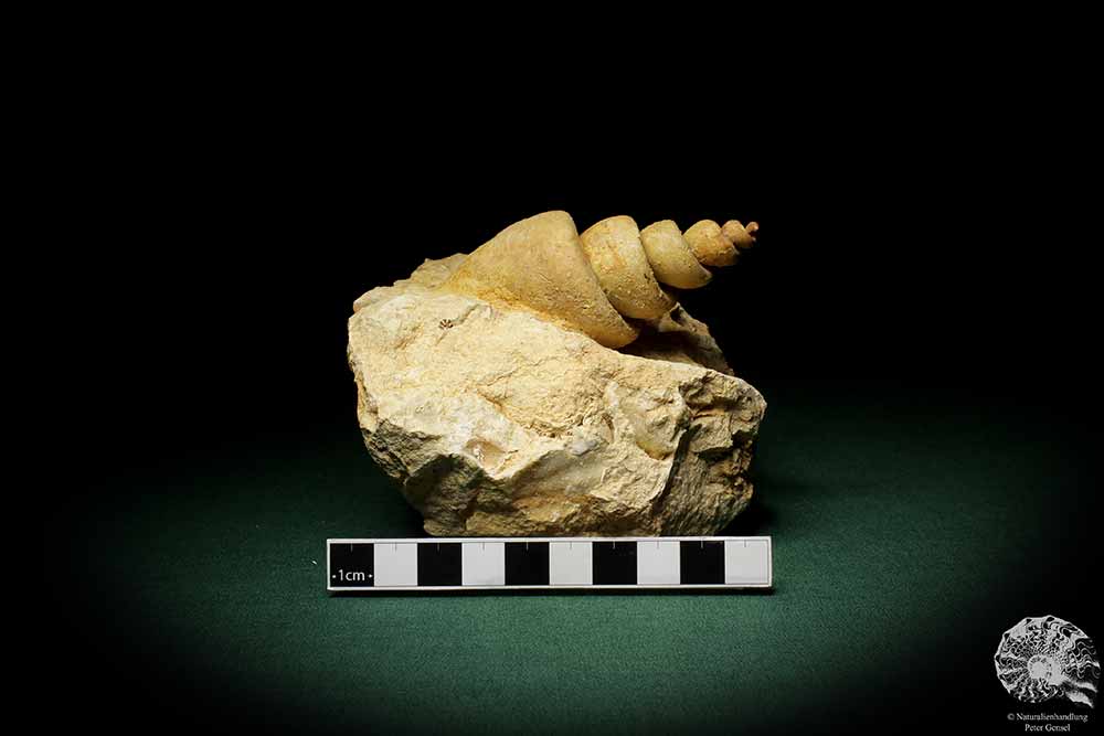 Turritella spec. (9612) a snail from Italy | Fossils | Snails