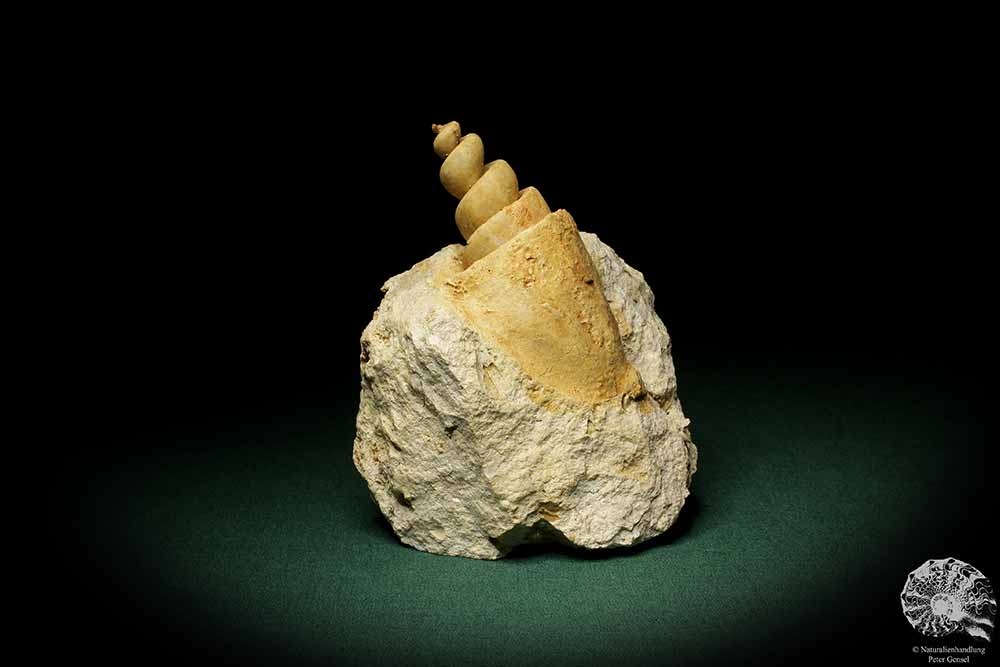 Turritella spec. (9614) eine Schnecke aus Italien | Fossilien | Schnecken