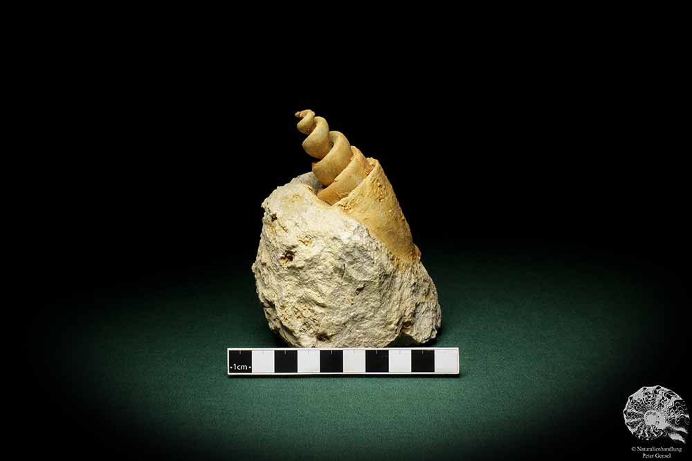 Turritella spec. (9614) a snail from Italy | Fossils | Snails