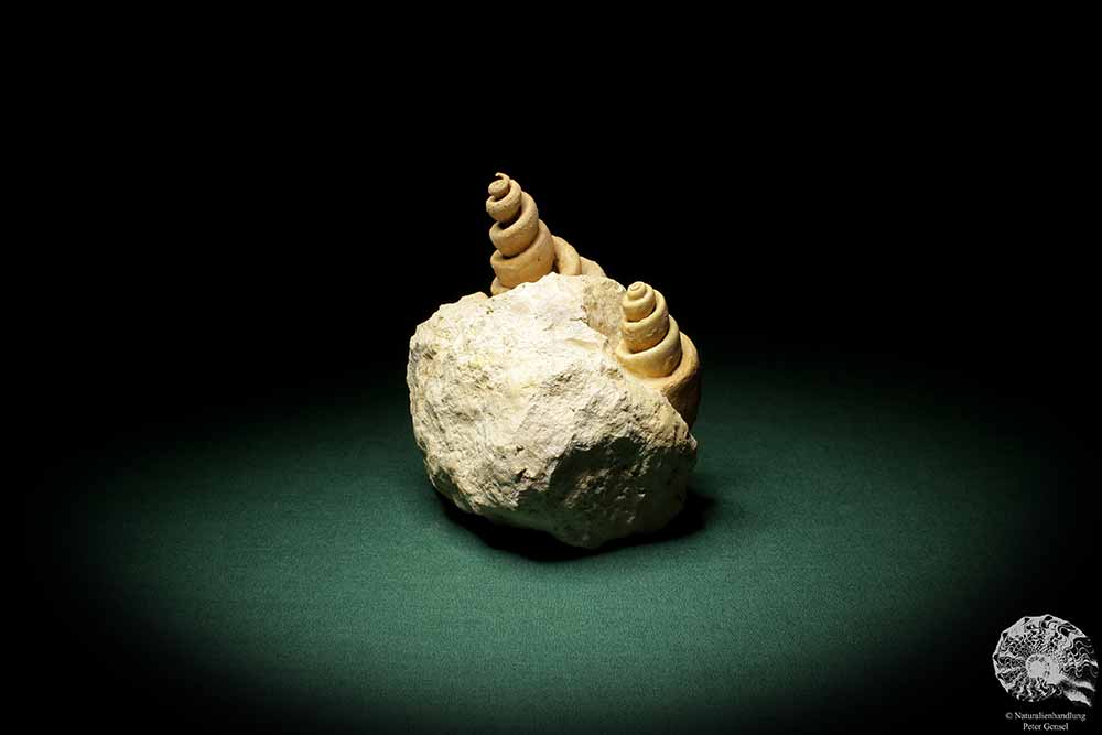 Turritella spec. (9618) eine Schnecke aus Italien | Fossilien | Schnecken