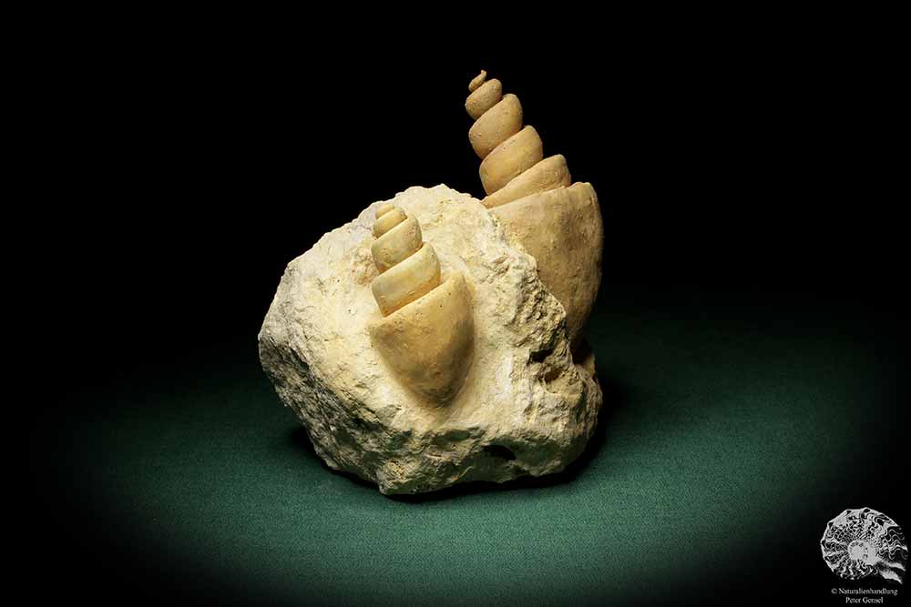 Turritella spec. (9618) eine Schnecke aus Italien | Fossilien | Schnecken