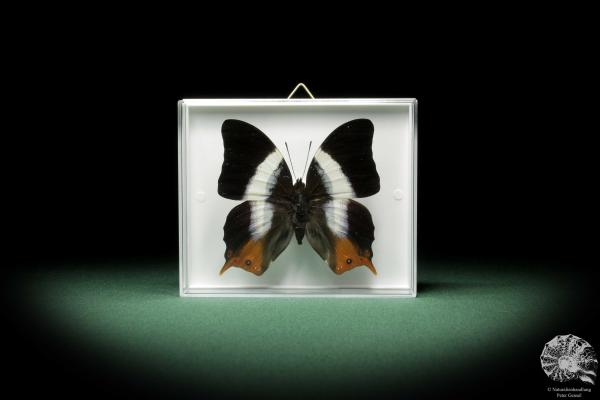 Palla decius (9853) a butterfly from Africa | Taxidermy | Butterflies