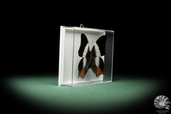 Palla decius (9853) a butterfly from Africa | Taxidermy | Butterflies