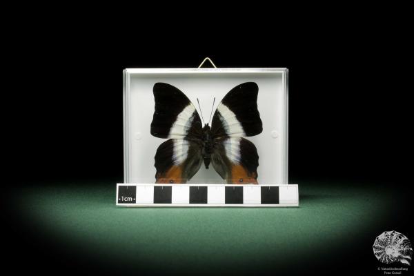 Palla decius (9853) a butterfly from Africa | Taxidermy | Butterflies