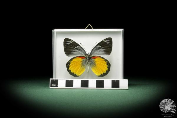 Delias belisama (9887) a butterfly from Indonesia | Taxidermy | Butterflies