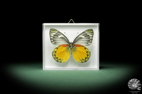 Delias descombesi (9889) a butterfly from Asia | Taxidermy | Butterflies