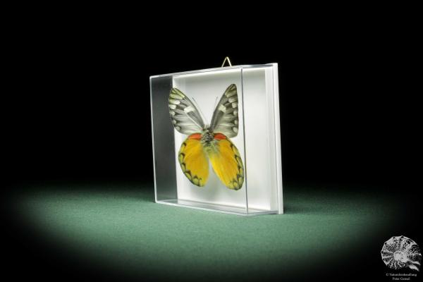 Delias descombesi (9889) a butterfly from Asia | Taxidermy | Butterflies