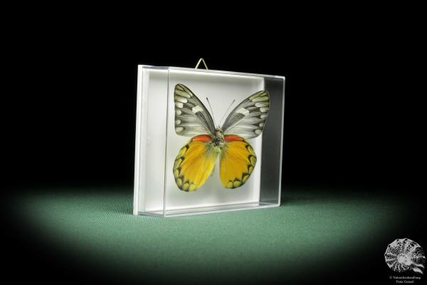 Delias descombesi (9889) a butterfly from Asia | Taxidermy | Butterflies