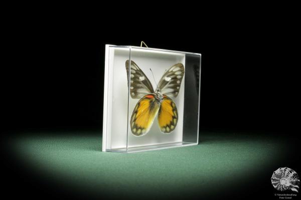 Delias rosenbergi (9892) a butterfly from Asia | Taxidermy | Butterflies