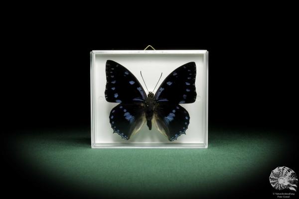 Charaxes ameliae (9940) a butterfly from Africa | Taxidermy | Butterflies