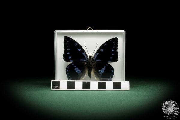 Charaxes ameliae (9940) a butterfly from Africa | Taxidermy | Butterflies