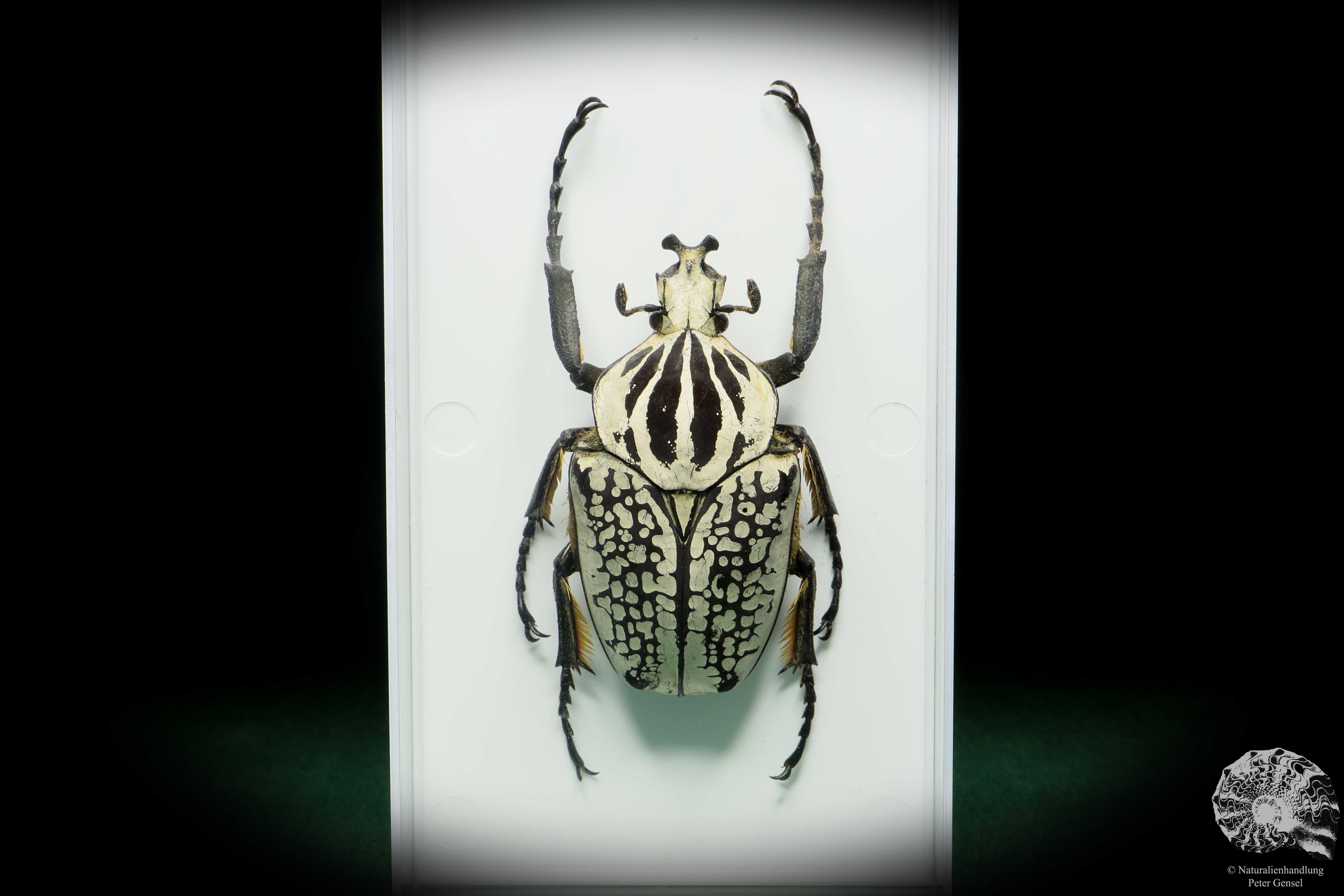 Goliathus goliatus meleagris / DR Congo - Home