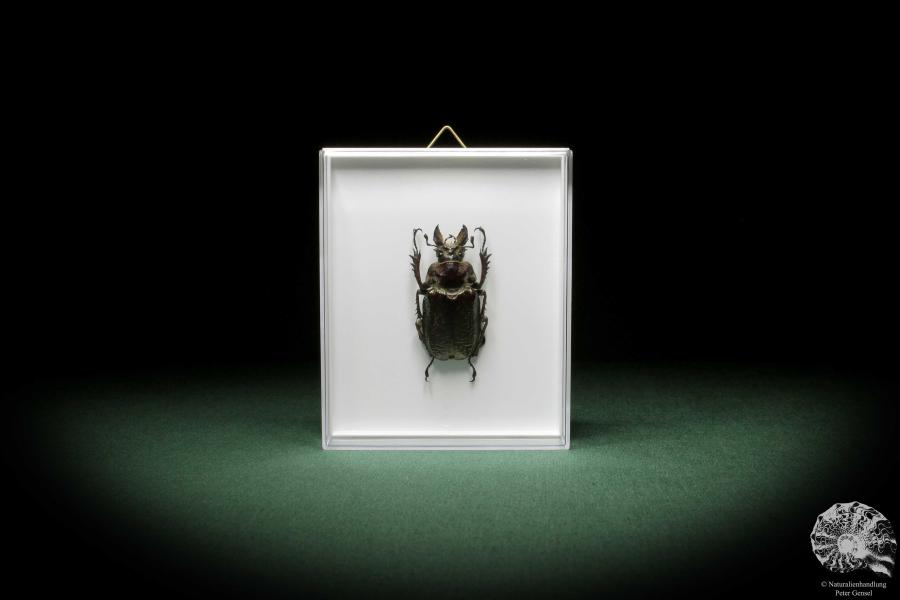 Sphaenognathus feisthamelii (10007) a beetle from South America | Taxidermy | Beetles