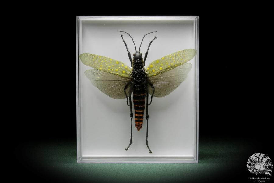 Aularches miliaris (10032) a insect from Malaysia | Taxidermy | Other Insects