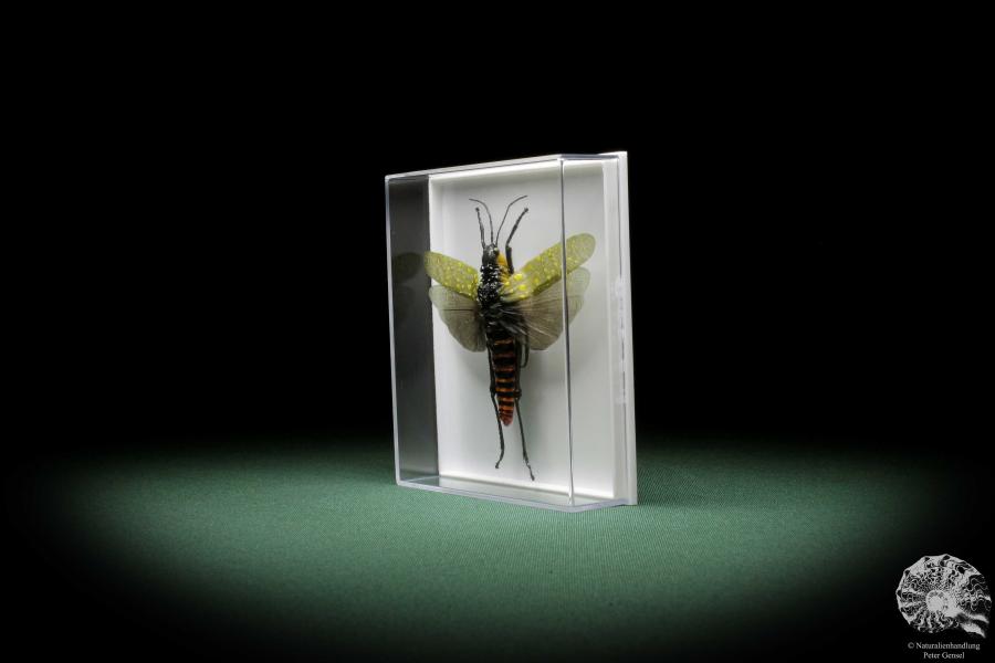 Aularches miliaris (10032) a insect from Malaysia | Taxidermy | Other Insects