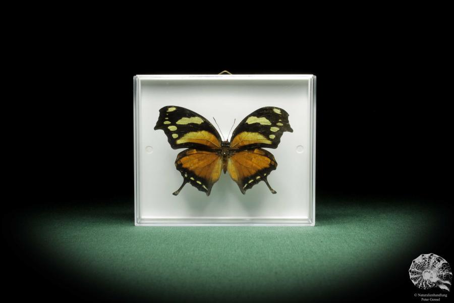 Consul fabius (10054) a butterfly from Peru | Taxidermy | Butterflies