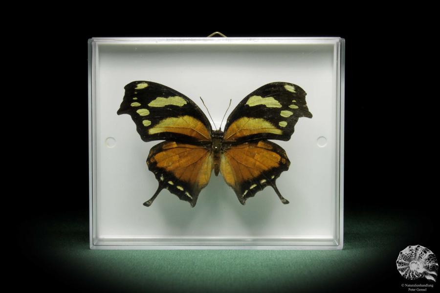 Consul fabius (10054) ein Schmetterling aus Peru | Präparate | Schmetterlinge