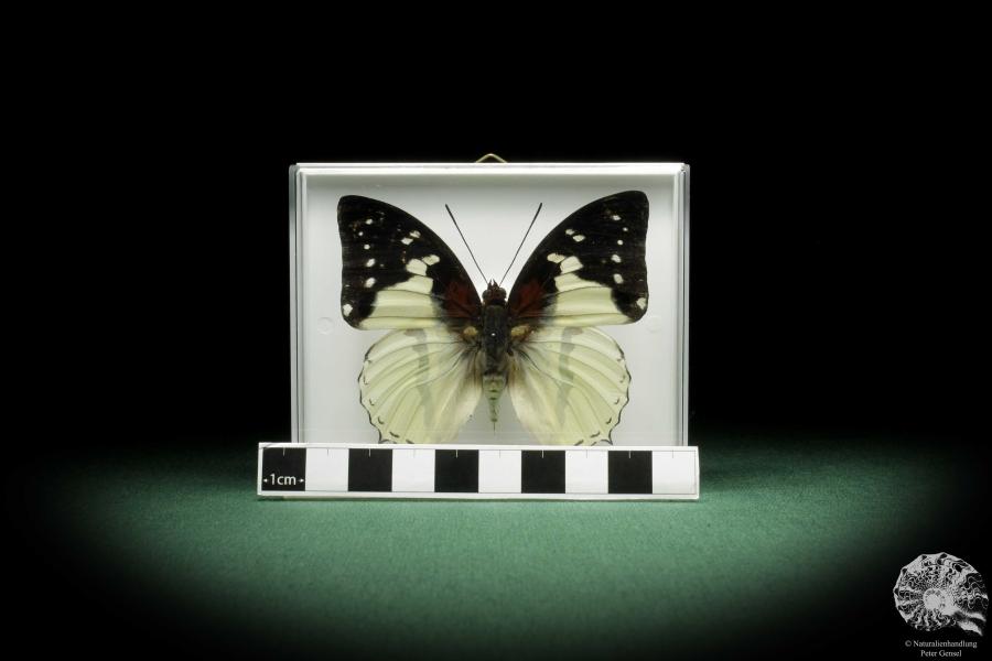 Charaxes hadrianus (10058) a butterfly from Africa | Taxidermy | Butterflies