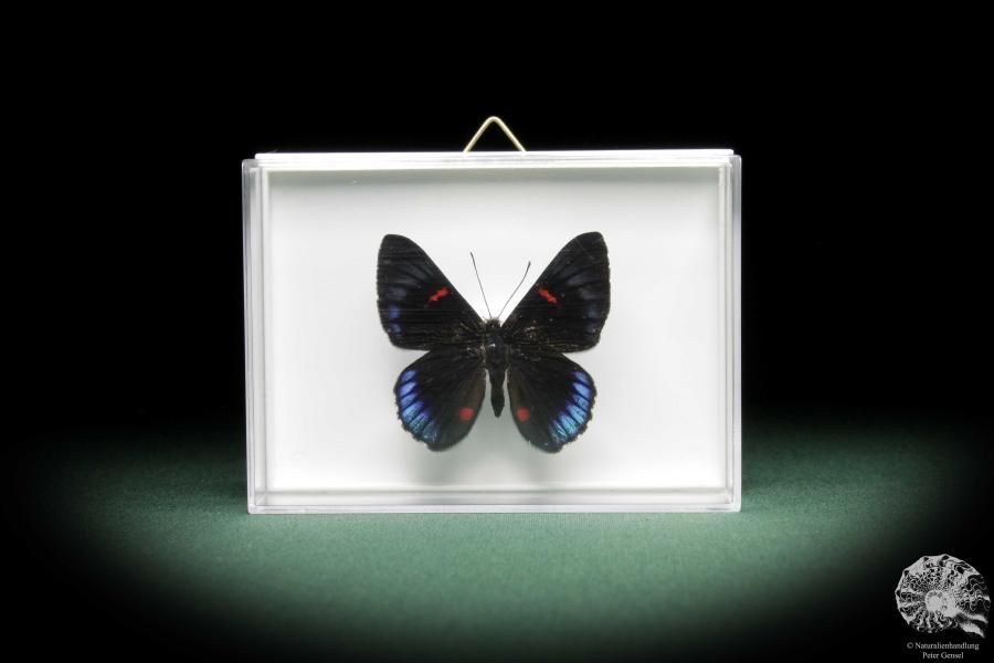 Necyria duellona (10081) a butterfly from South America | Taxidermy | Butterflies