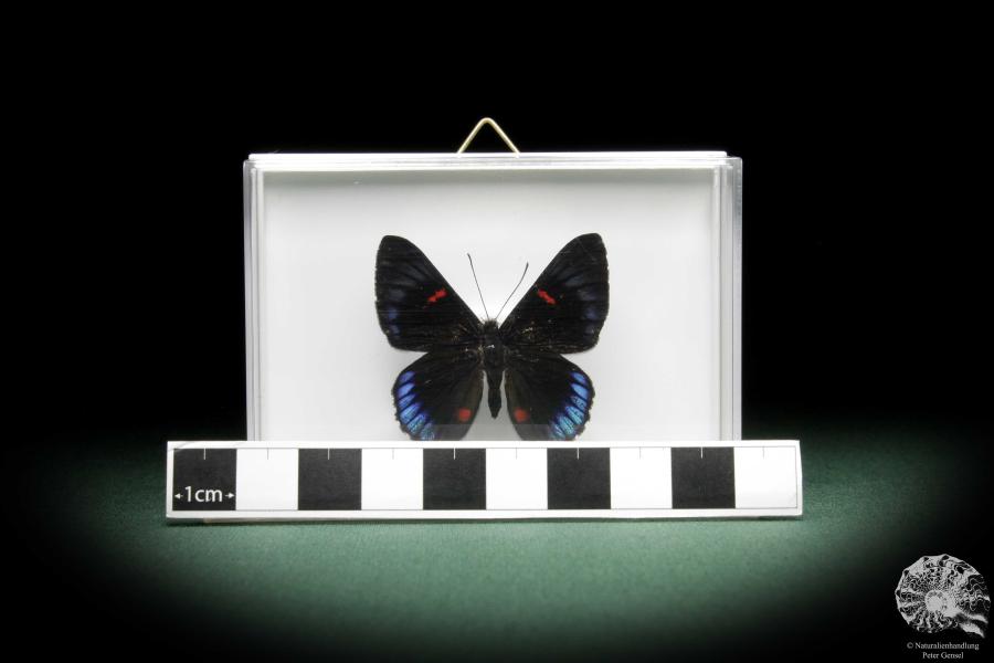 Necyria duellona (10081) a butterfly from South America | Taxidermy | Butterflies