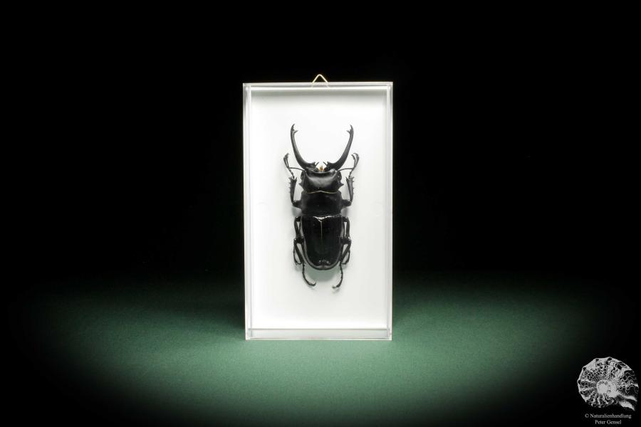 Odontolabis siva (10128) a beetle from Taiwan | Taxidermy | Beetles