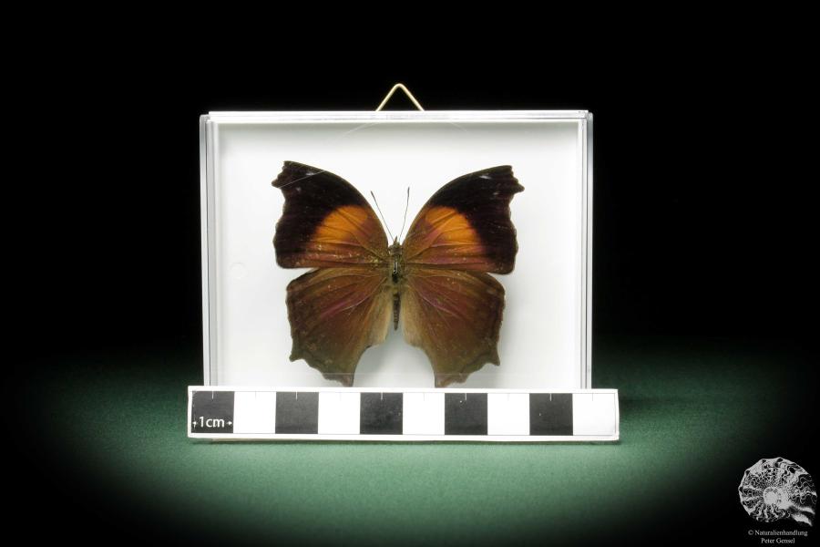 Salamis cacta (10226) a butterfly from Africa | Taxidermy | Butterflies