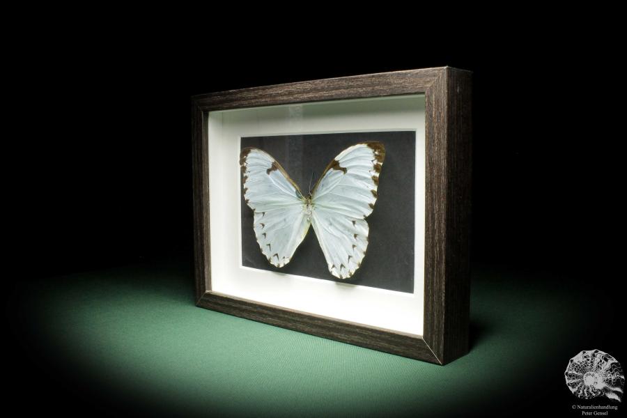 Morpho catenarius (10282) a butterfly from South America | Taxidermy | Butterflies