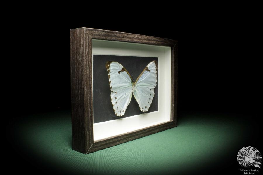 Morpho catenarius (10282) a butterfly from South America | Taxidermy | Butterflies