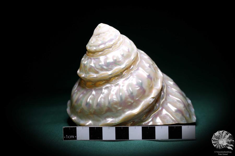 Megastraea undosa (1036) a snail from California | Conchylia | Snails