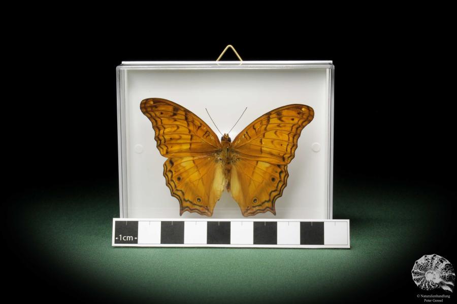 Vindula dejone (10370) a butterfly from Southeast Asia | Taxidermy | Butterflies