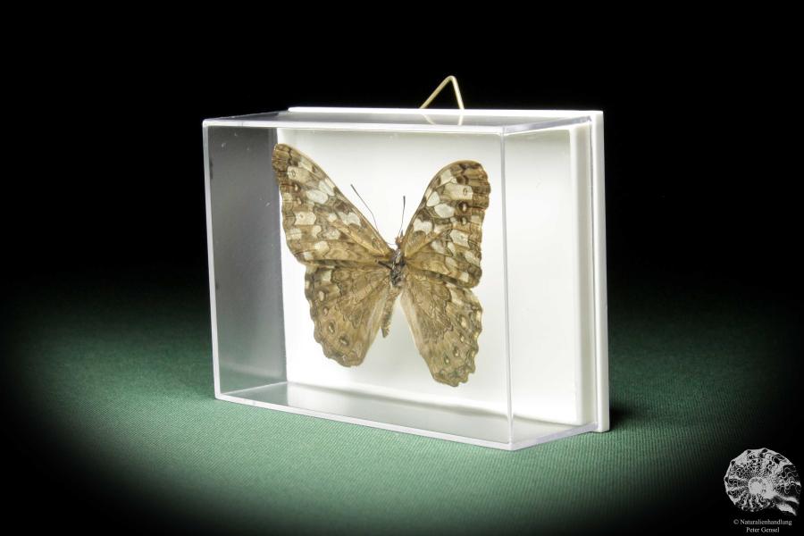 Hamadryas februa (10392) a butterfly from South America | Taxidermy | Butterflies