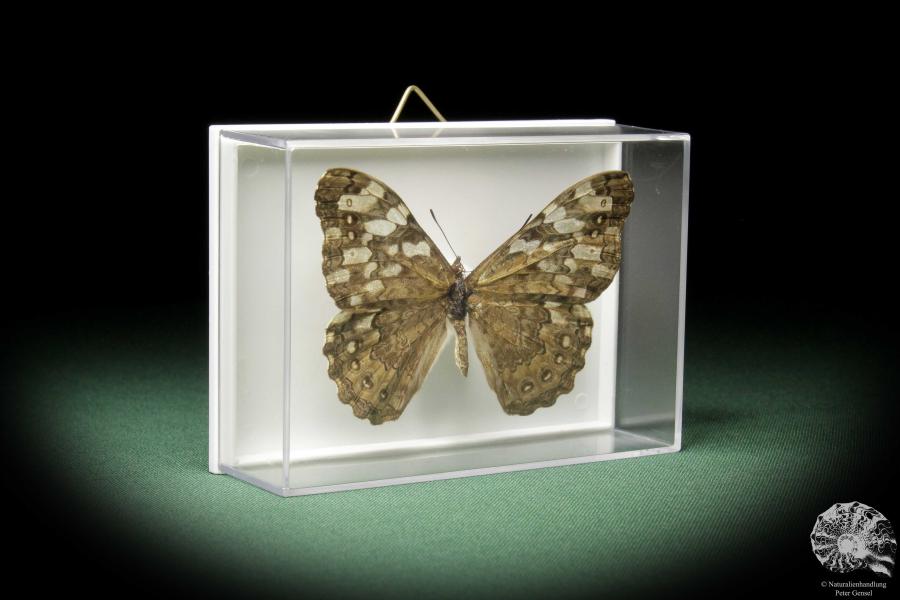 Hamadryas februa (10392) a butterfly from South America | Taxidermy | Butterflies