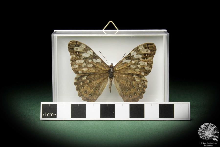 Hamadryas februa (10392) a butterfly from South America | Taxidermy | Butterflies