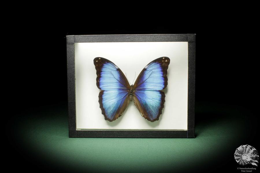 Morpho deidamia (10404) a butterfly from South America | Taxidermy | Butterflies