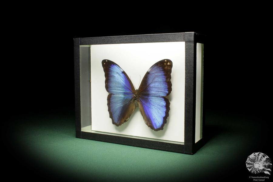 Morpho deidamia (10404) a butterfly from South America | Taxidermy | Butterflies