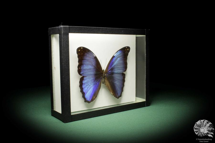 Morpho deidamia (10404) a butterfly from South America | Taxidermy | Butterflies