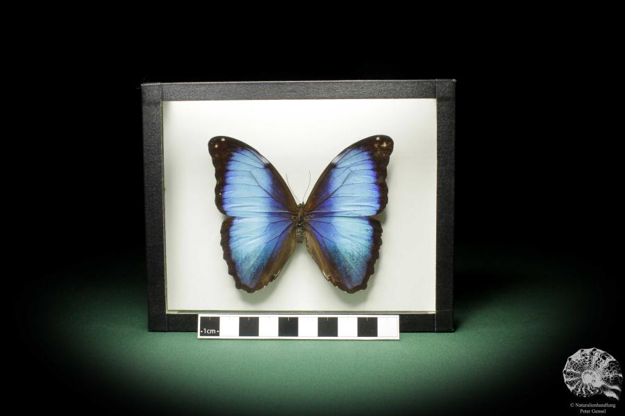 Morpho deidamia (10404) a butterfly from South America | Taxidermy | Butterflies