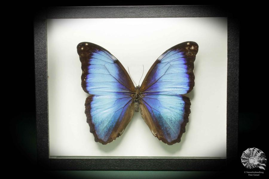 Morpho deidamia ein Schmetterling