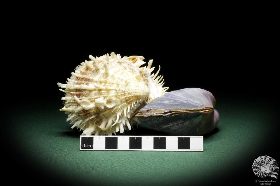 Spondylus echinatus on Modiolus philippinarum (10533) a shell from Philippines | Conchylia | Shells & Brachiopods