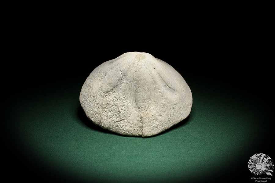 Clypeaster campanulatus f. reidii (1084) a echinoderm from Italy | Fossils | Echinoderms