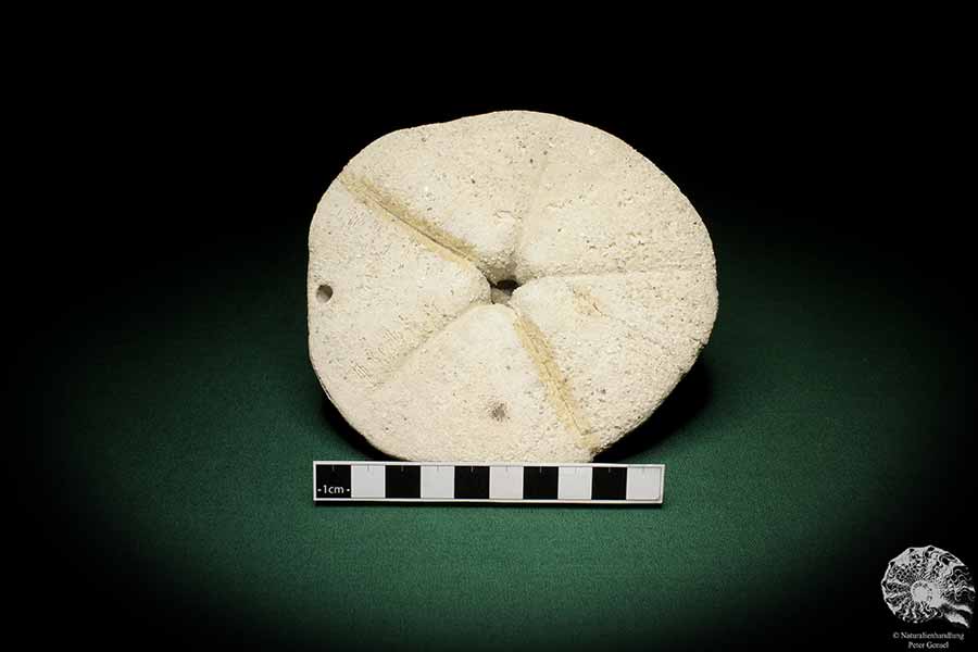 Clypeaster campanulatus f. reidii (1084) a echinoderm from Italy | Fossils | Echinoderms