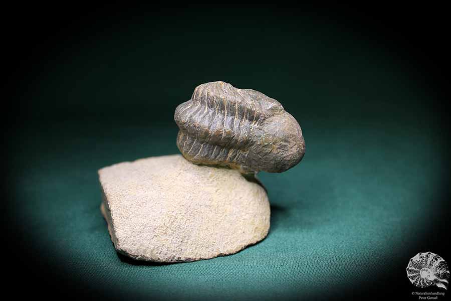 Phacops spec. (1097) ein Trilobit aus Südost-Marokko | Fossilien | Trilobiten