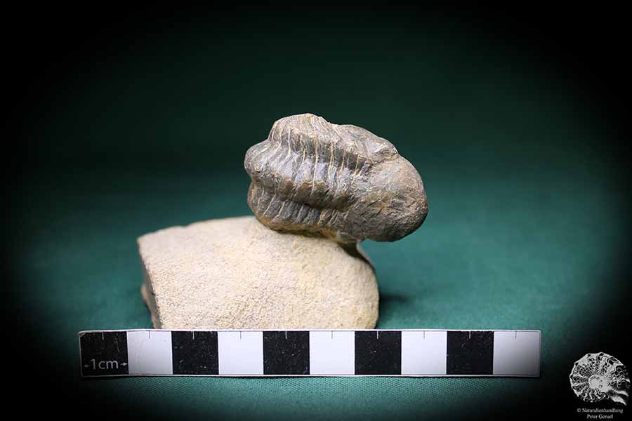 Phacops spec. (1097) ein Trilobit aus Südost-Marokko | Fossilien | Trilobiten