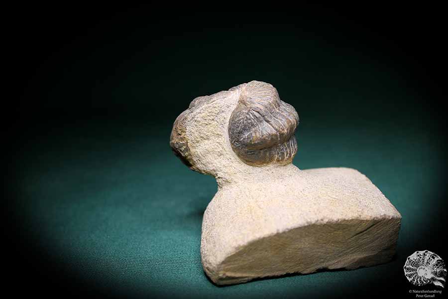 Phacops spec. (1097) a trilobite from Southeast Morocco | Fossils | Trilobites