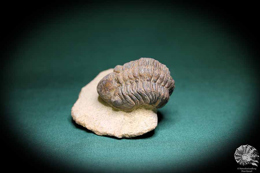 Phacops spec. (1099) ein Trilobit aus Südost-Marokko | Fossilien | Trilobiten