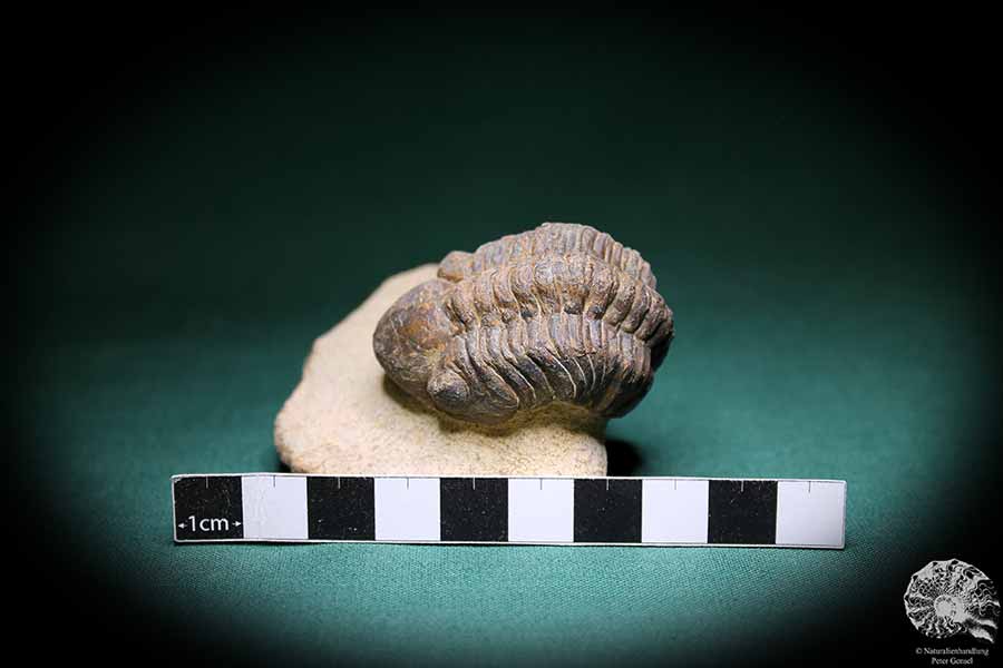 Phacops spec. (1099) ein Trilobit aus Südost-Marokko | Fossilien | Trilobiten