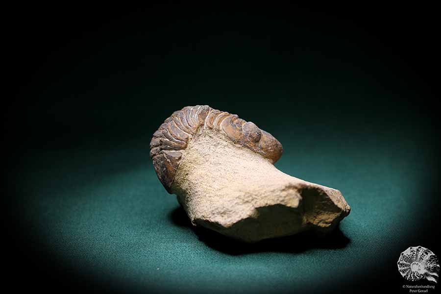 Phacops spec. (1099) a trilobite from Southeast Morocco | Fossils | Trilobites