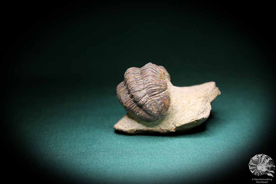 Phacops spec. (1099) ein Trilobit aus Südost-Marokko | Fossilien | Trilobiten